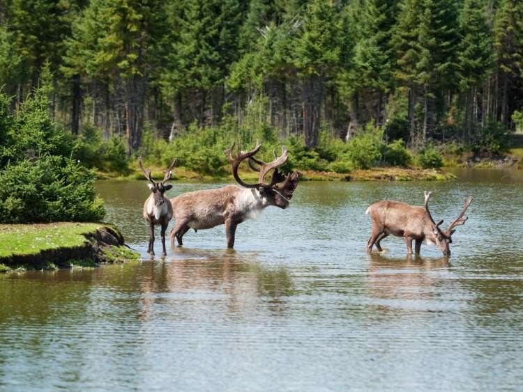 Fauna